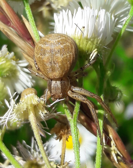 Xysticus kochi/cristatus