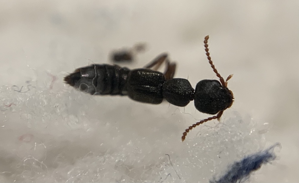 Pompilus Rufipes Rugilus rufipes
