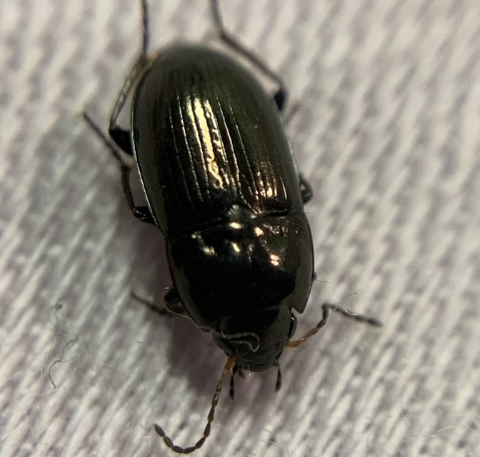 mezei közfutó Amara communis