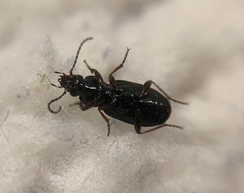 Pterostichus diligens