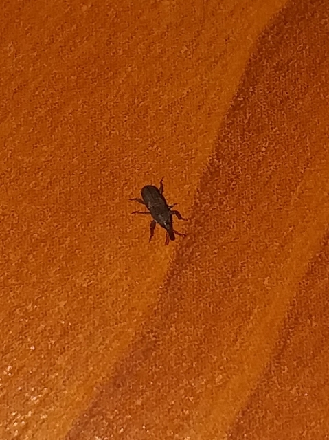 gabonazsuzsok Sitophilus granarius