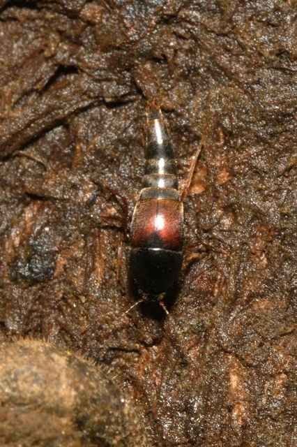 közönséges pihésholyva Sepedophilus marshami