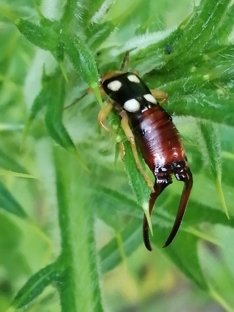 szmirnai fülbemászó Forficula smyrnensis