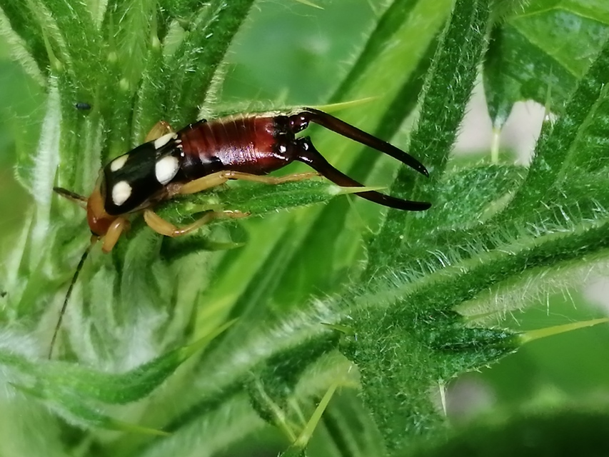 szmirnai fülbemászó Forficula smyrnensis