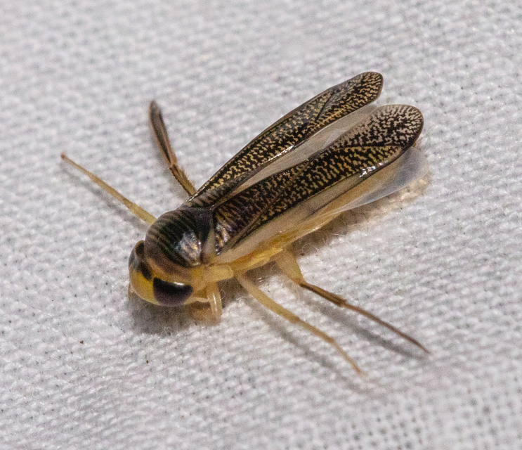 Sigara striata