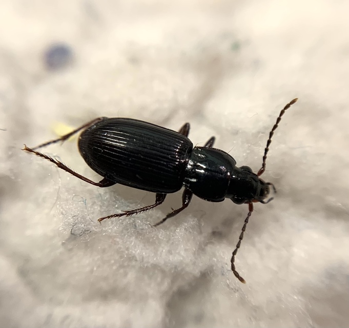 Pterostichus minor