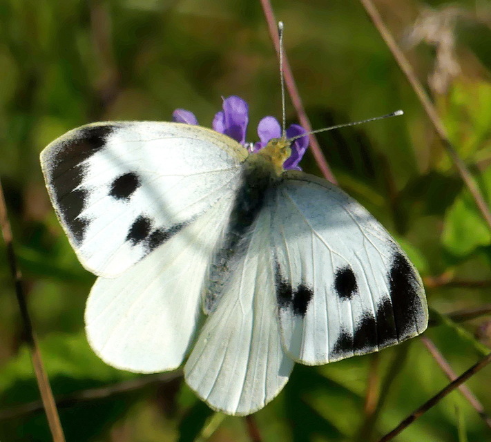káposztalepke - Pieris brassicae